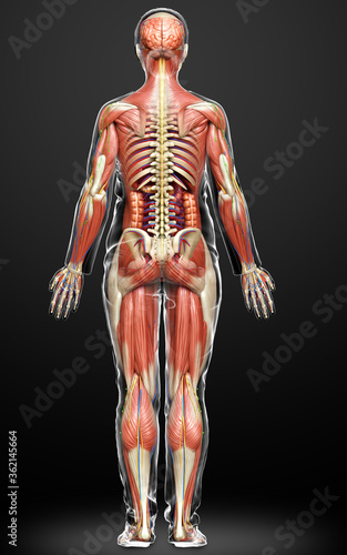 3d rendered medically accurate of the female anatomy