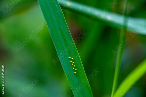 macro photo of insects on a green background in vivo © константин константи