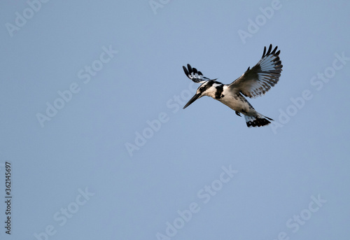 Pied Kingfisher hovering, Bahrain © Dr Ajay Kumar Singh