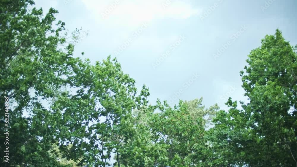 Waving tree tops in stormy weather, slow motion Waving tree tops in stormy weather, slow motion