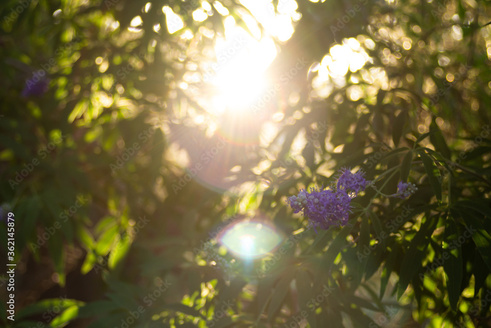 Fototapeta premium Purple flowers on a tree at the end of branches in a summer park