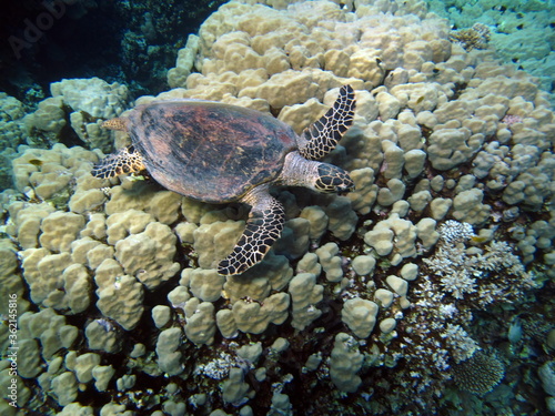 Sea turtles. Great Reef Turtle. Bissa,