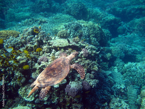 Sea turtles. Large reef turtle Bissa on the reefs of the Red Sea.