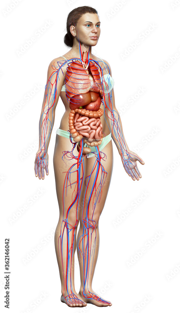 3d rendered medically accurate illustration of the female circulatory  system and internal organs