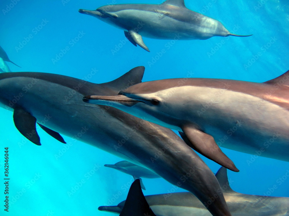 Spinner dolphin .Stenella longirostris is a small dolphin that lives in tropical coastal waters around the world. Spinner dolphin .Stenella longirostris is a small dolphin that lives in tropical coastal waters around the world.