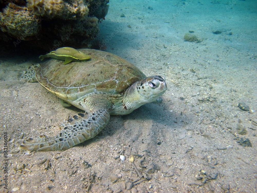 Obraz premium Big Green turtle on the reefs of the Red Sea.