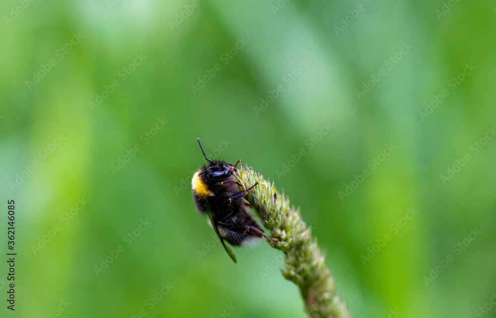 forest black bumblebee on a flower collects nectar forest black bumblebee on a flower collects nectar