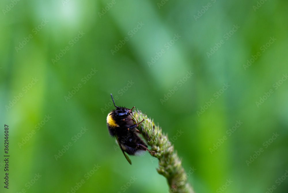forest black bumblebee on a flower collects nectar forest black bumblebee on a flower collects nectar