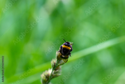 forest black bumblebee on a flower collects nectar