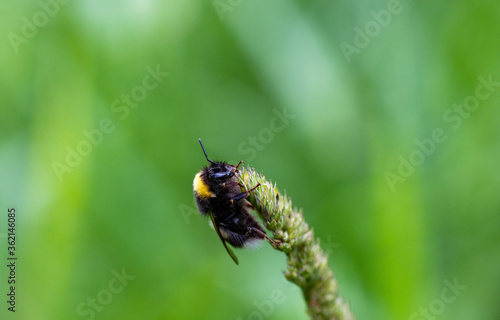 forest black bumblebee on a flower collects nectar
