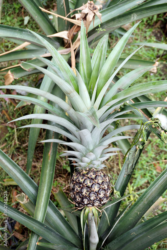 pineapples uncropped, unharvested, unrippen. pineapples uncropped, unharvested, unrippen.