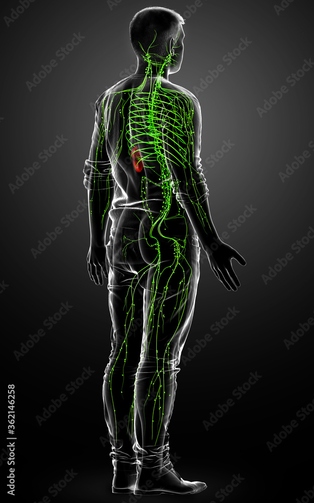 3d rendered medically accurate illustration of a male lymphatic system 3d rendered medically accurate illustration of a male lymphatic system