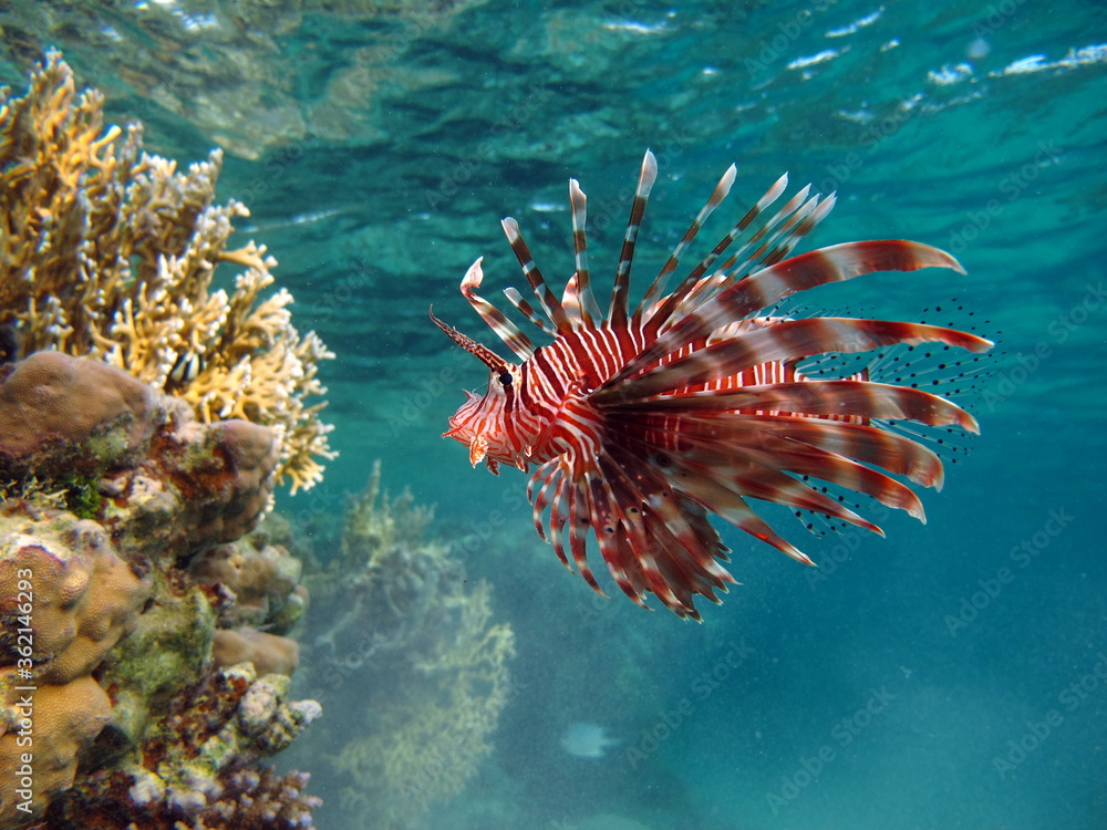 Φωτογραφία Lion Fish in the Red Sea.
