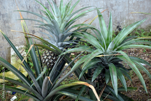 pineapples uncropped, unharvested, unrippen. photo