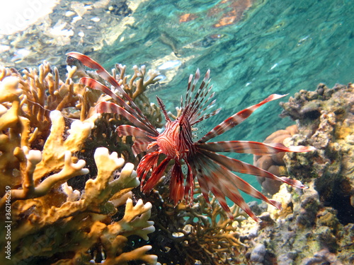 Lion Fish in the Red Sea. photo