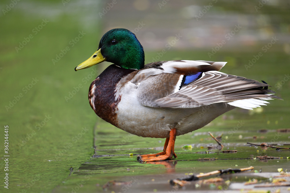 beautiful bird in the forest in natural conditions