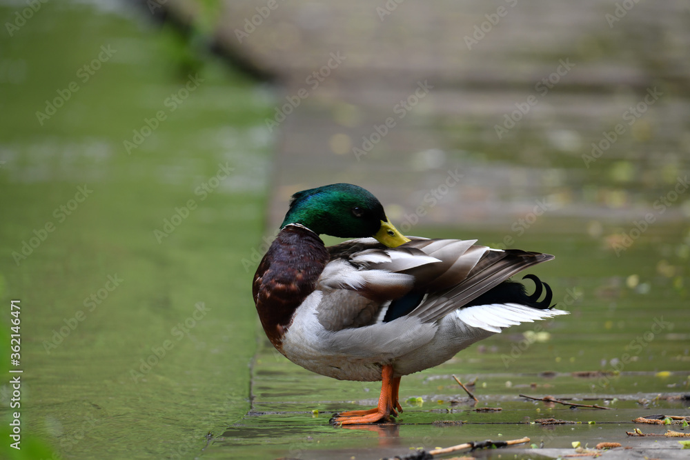 beautiful bird in the forest in natural conditions beautiful bird in the forest in natural conditions