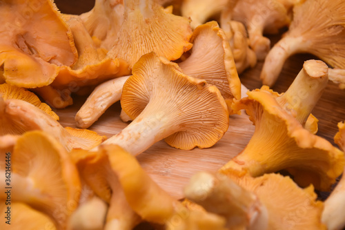 Chanterelle mushrooms, Raw wild chanterelles mushroom ready for cooking. Food background with organic fresh chanterelle mushrooms