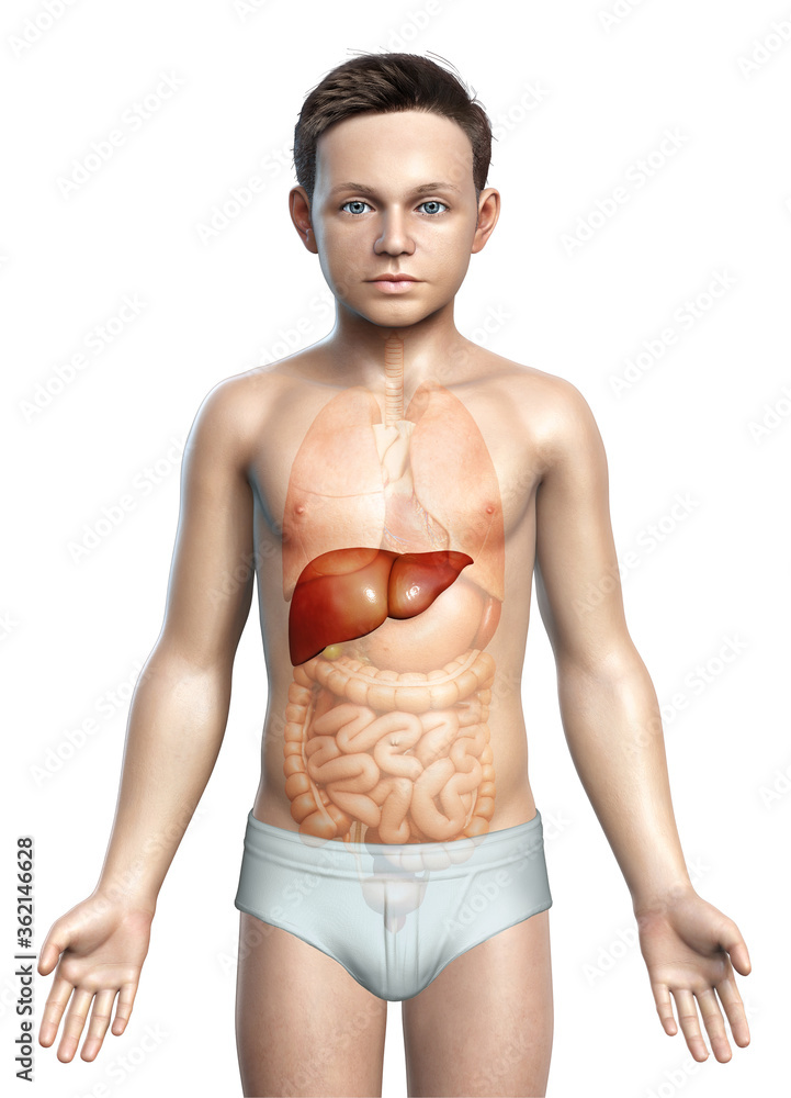 3d rendered, medically accurate illustration of young boy Liver Anatomy 3d rendered, medically accurate illustration of young boy Liver Anatomy
