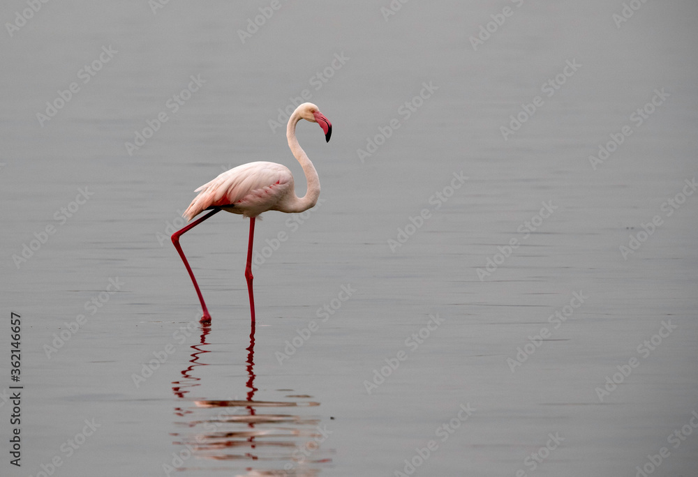 Greater Flamingo at Eker creek in the evening, Bahrain