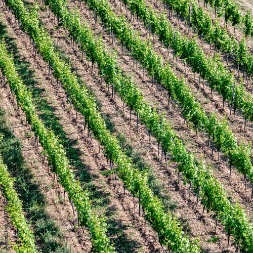 backgroound of vineyards