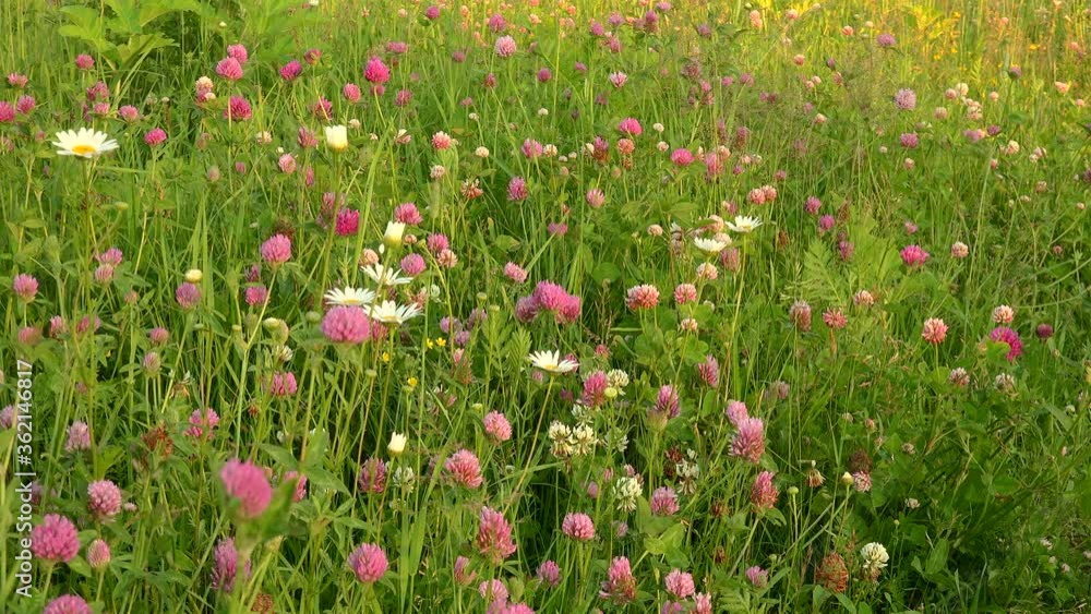 Grassland wiyh the Red Clover and Chamomiles flowers. Grassland wiyh the Red Clover and Chamomiles flowers.