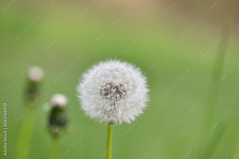 dandelions close-up on a green background dandelions close-up on a green background