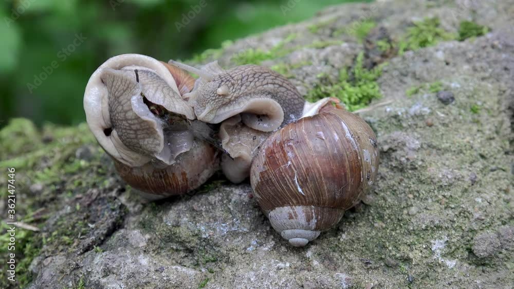 interaction of two Burgundy snails (Helix pomatia).
interaction of two Burgundy snails (Helix pomatia).