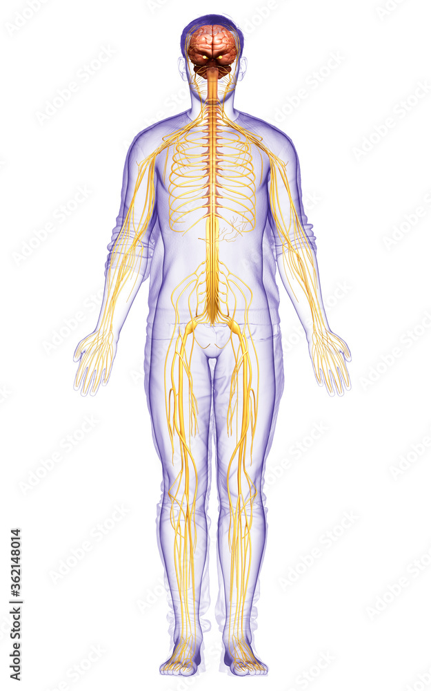 3d rendered medically accurate illustration of a male nervous system