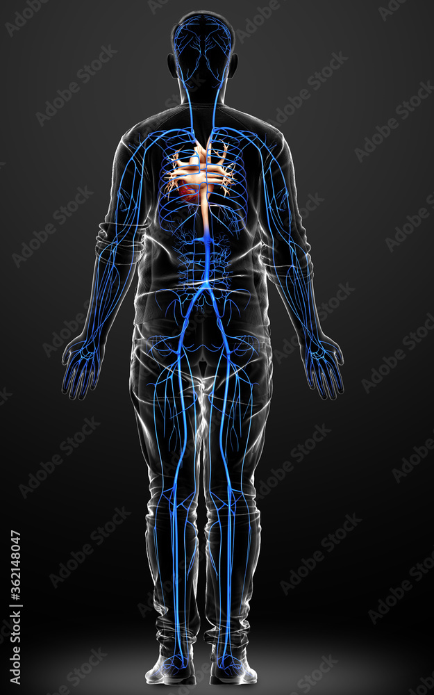 3d rendered medically accurate illustration of a male Veins anatomy 3d rendered medically accurate illustration of a male Veins anatomy