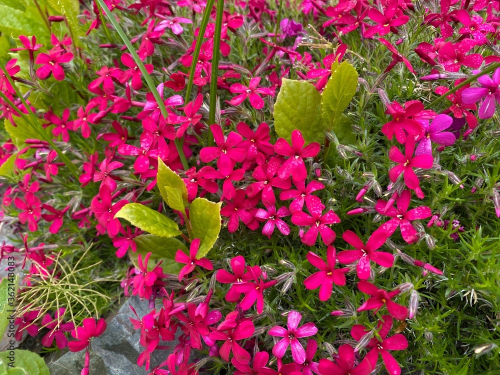 Saxifraga oppositifolia commonly known as purple saxifrage or purple mountain saxifrage Saxifraga oppositifolia commonly known as purple saxifrage or purple mountain saxifrage