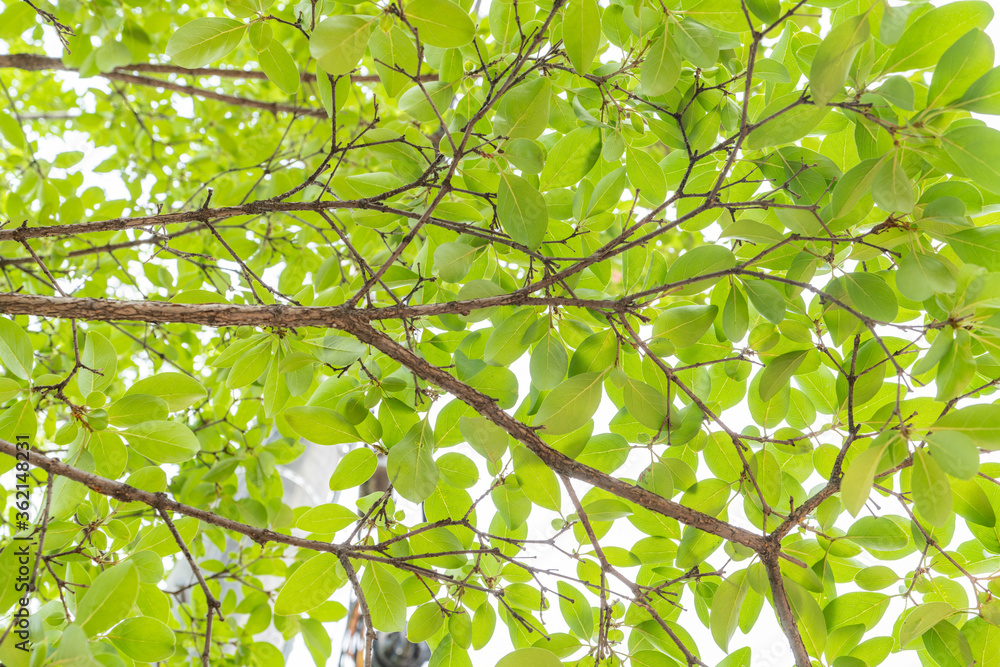 Tree's green leaves background in summer Tree's green leaves background in summer