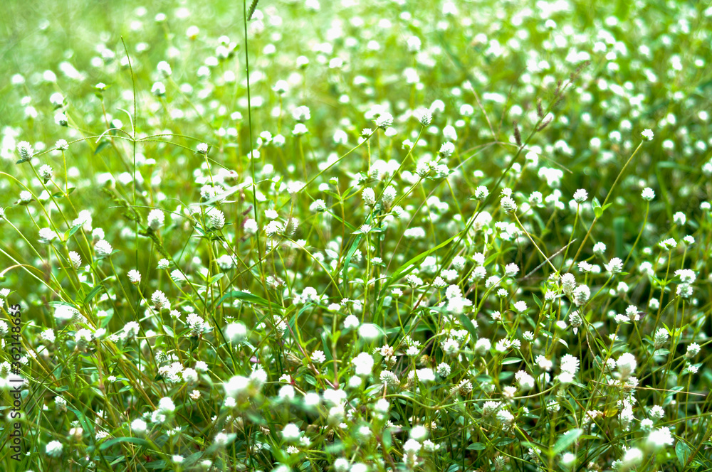 green grass background green grass background