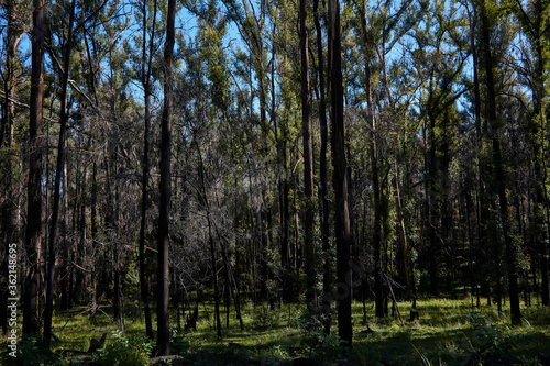 Forest rejuvenation near Taree in New South Wales Central Coast area.