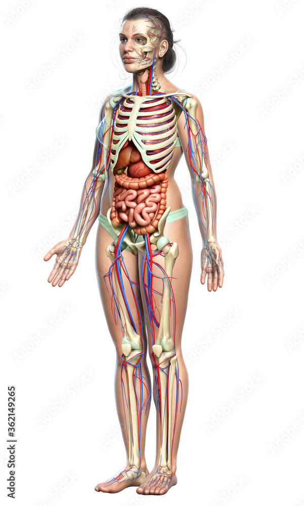 3d rendered medically accurate illustration of female Internal organs, skeleton and circulatory system 3d rendered medically accurate illustration of female Internal organs, skeleton and circulatory system