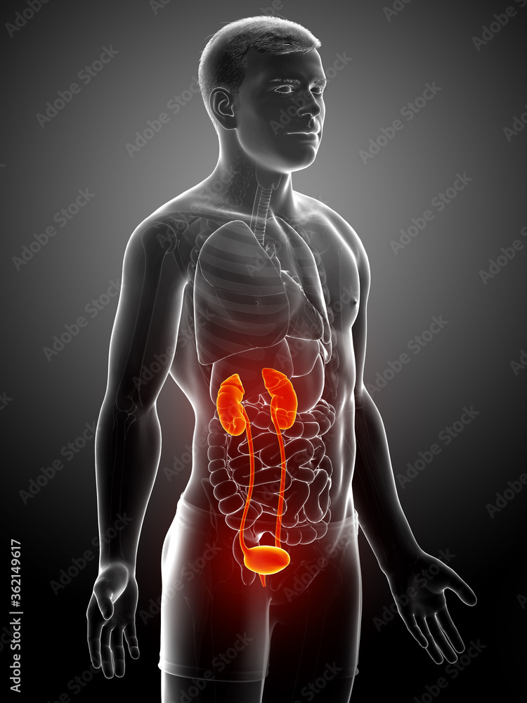 3d rendered, medically accurate illustration of the highlighted kidneys and urinary system 3d rendered, medically accurate illustration of the highlighted kidneys and urinary system