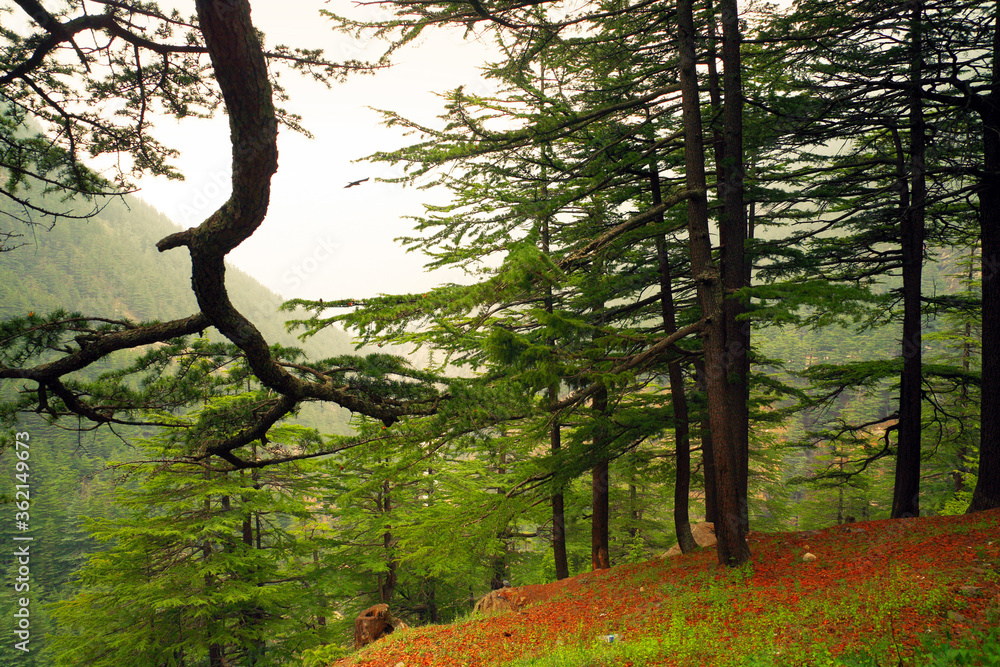 Beautiful view of pine forest at himalaya range, Uttarakhand, India. Beautiful view of pine forest at himalaya range, Uttarakhand, India.