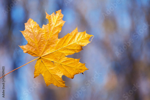 Yellow maple leaf on a background of blue sky