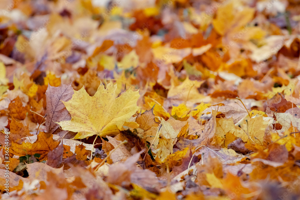 Yellow maple leaf on the ground among the fallen leaves Yellow maple leaf on the ground among the fallen leaves