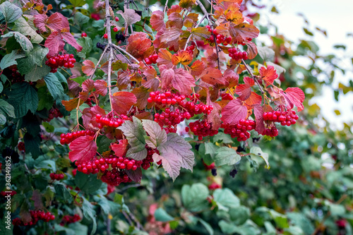 Red berries of viburnum on the bush in autumn