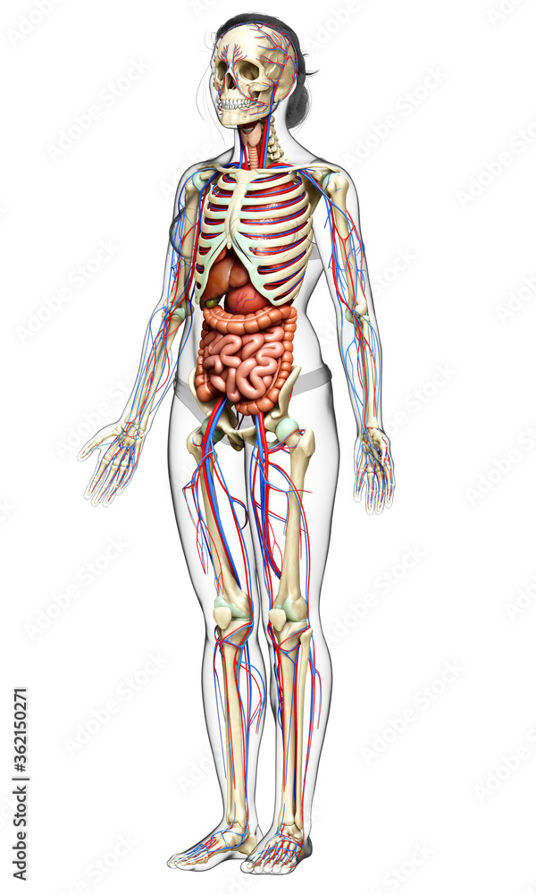 3d rendered medically accurate illustration of female Internal organs, skeleton and circulatory system 3d rendered medically accurate illustration of female Internal organs, skeleton and circulatory system