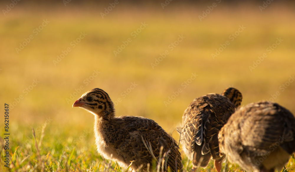 Fototapeta premium Baby helmeted guineafowl keets sitting in a golden lit field at sunrise or sunset.