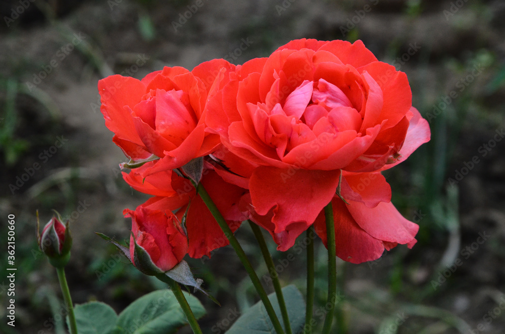 Beautiful Red Rose flowers in the Gardeen