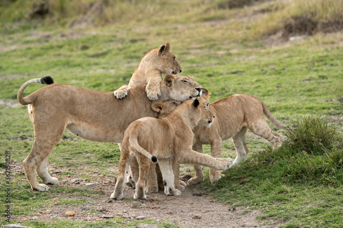 Lioness and cubs  Masai Mara
