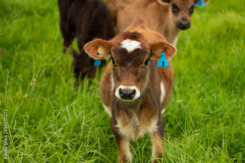 A herd of young calves explore the green pastures of an organic farm. 