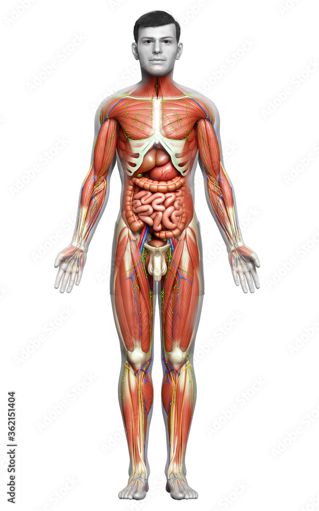3d rendered medically accurate of the male anatomy 3d rendered medically accurate of the male anatomy