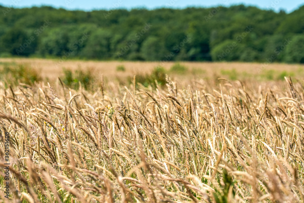 Fototapeta premium Overlooking a golden cornfield in bright summer sunshine