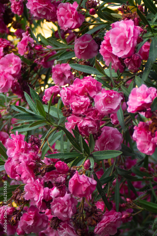 Pink flowers on oleander bushes in a summer park