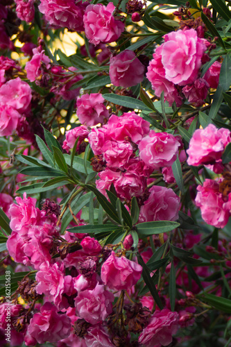 Pink flowers on oleander bushes in a summer park