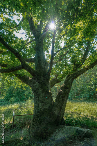 Old oak tree with a sun star